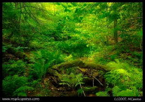 green forest
